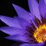 water-lily-2334209_1920